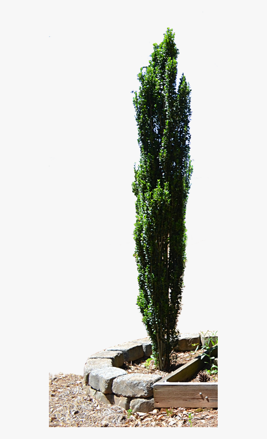 Spruce Mediterranean Cypress Evergreen Tree Planter - Cypress Tree Transparent Background, Transparent Clipart