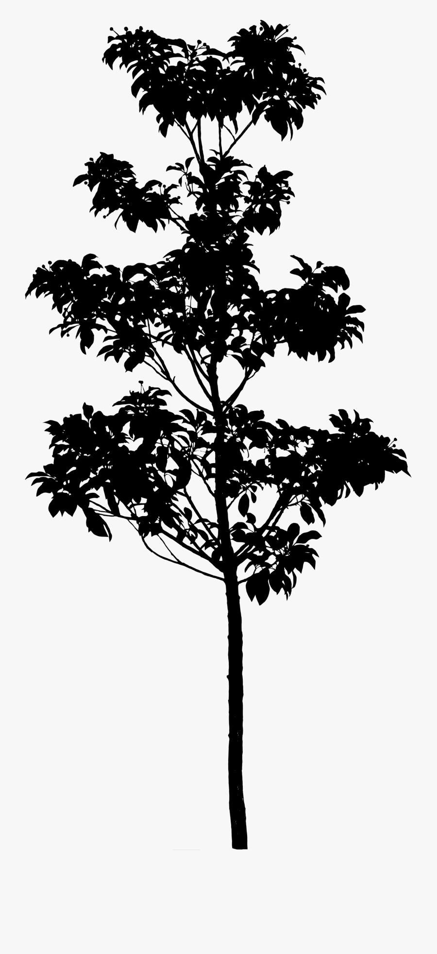 Silhouette Pine Tree Longstalk Holly Photography - Bald Cypress Tree Silhouette, Transparent Clipart