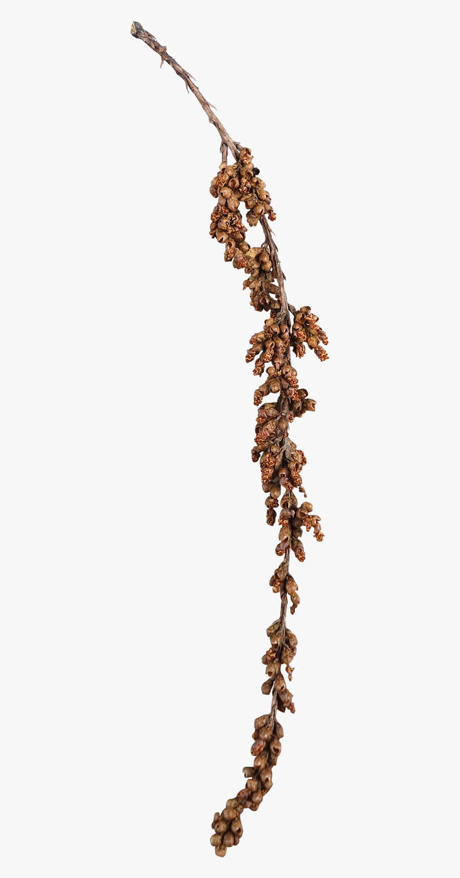 Wetlands Drawing Cypress Tree - White Walnut, Transparent Clipart