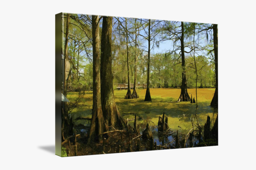 Wetland Drawing Cypress Tree - Grove, Transparent Clipart