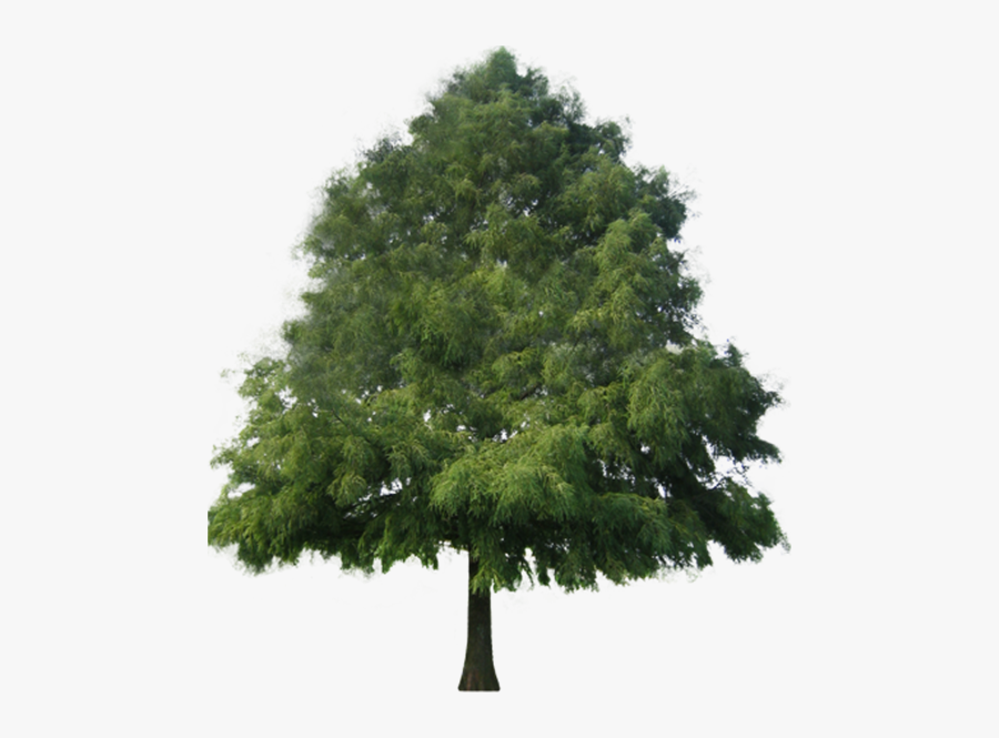 Cypress Tree Png - Conifers Non Flowering Plants, Transparent Clipart