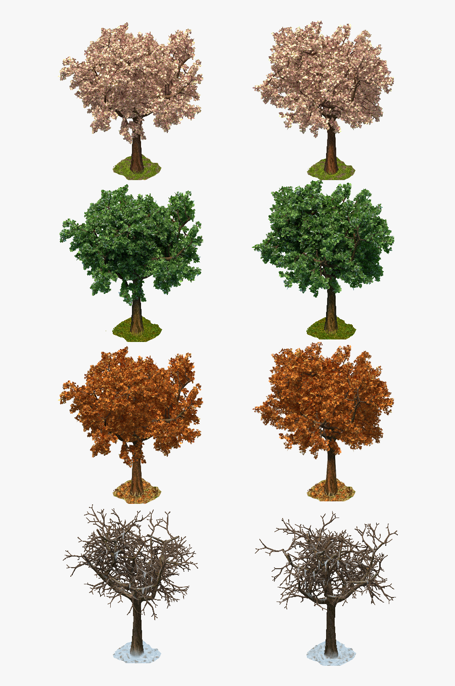 Arizona Cypress , Png Download - Oak, Transparent Clipart