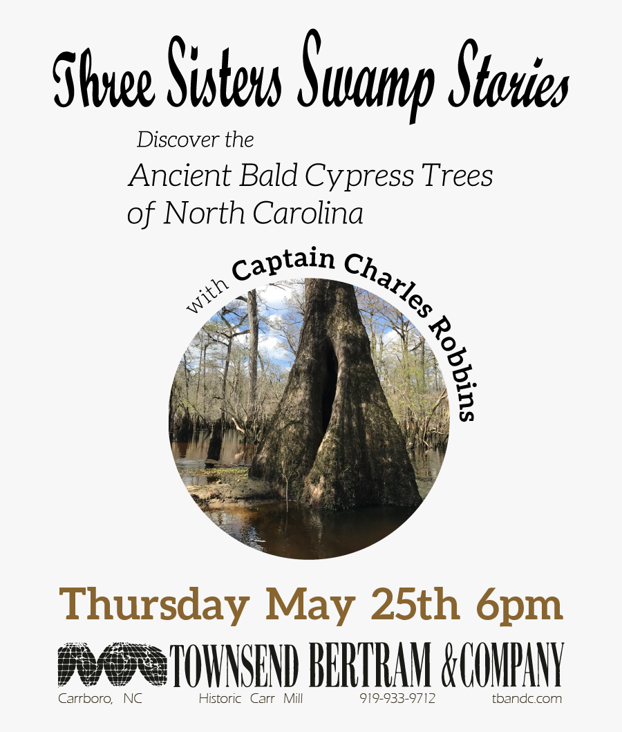 Cypress Tree Png , Png Download - Poster, Transparent Clipart