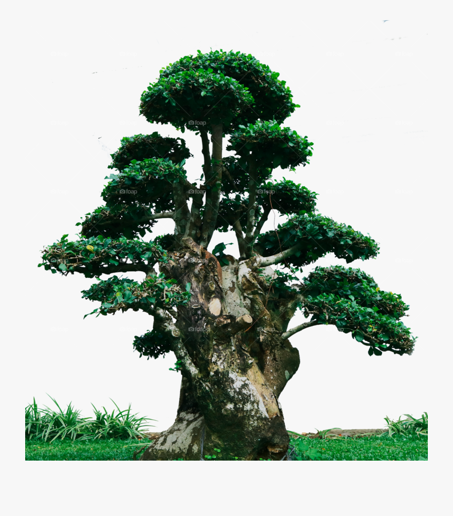 Cypress Family - Bonsai Tree Png, Transparent Clipart