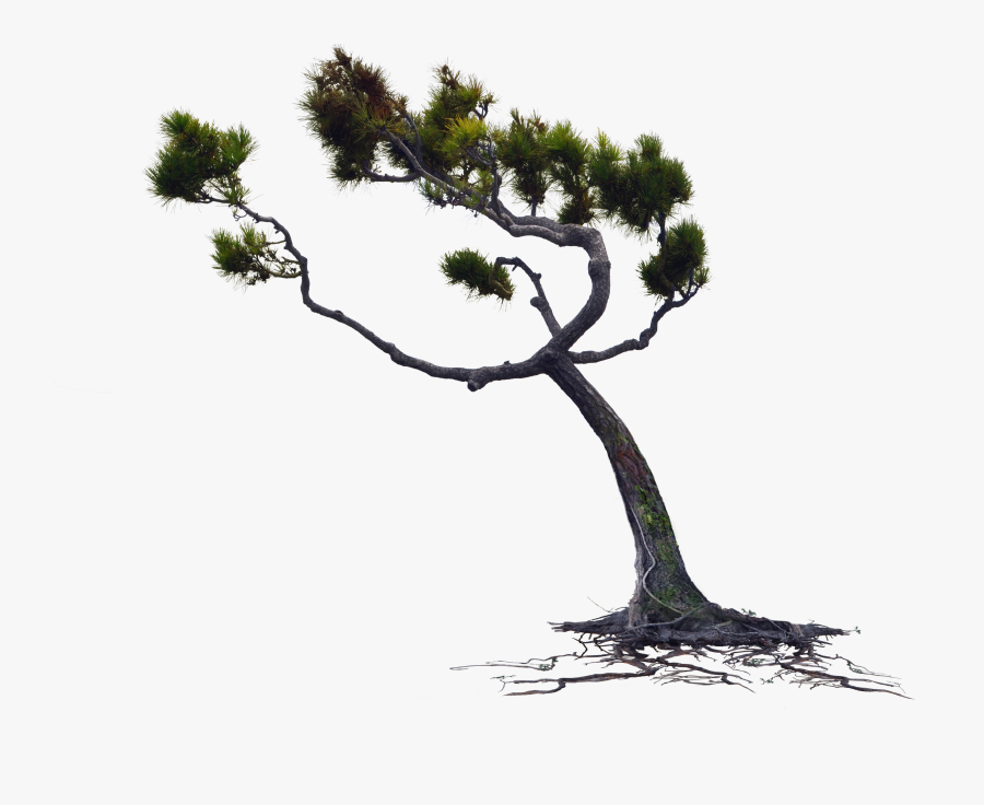 Windblown Owlkids Wind Blown Pine Tree Png Stock Photo - Tree Blowing In The Wind Png, Transparent Clipart