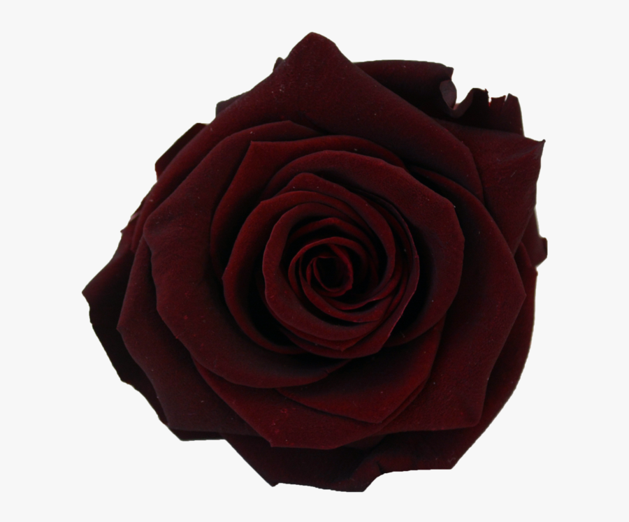 Clip Art Burgundy Rose - Burgundy Rose Transparent, Transparent Clipart