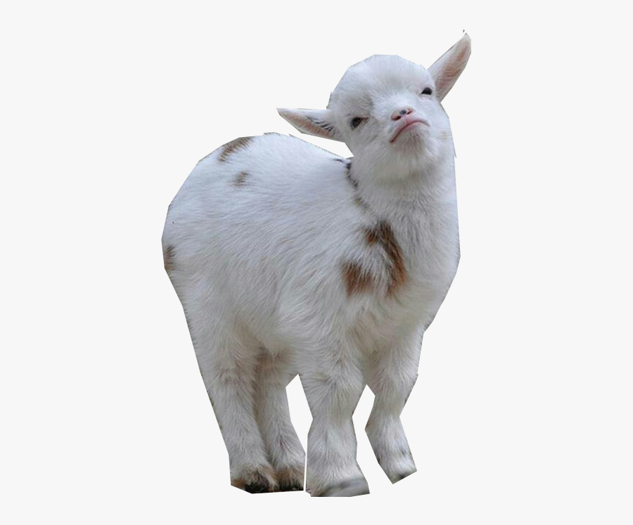 Baby Goat Png - Pygmy Goat Png, Transparent Clipart