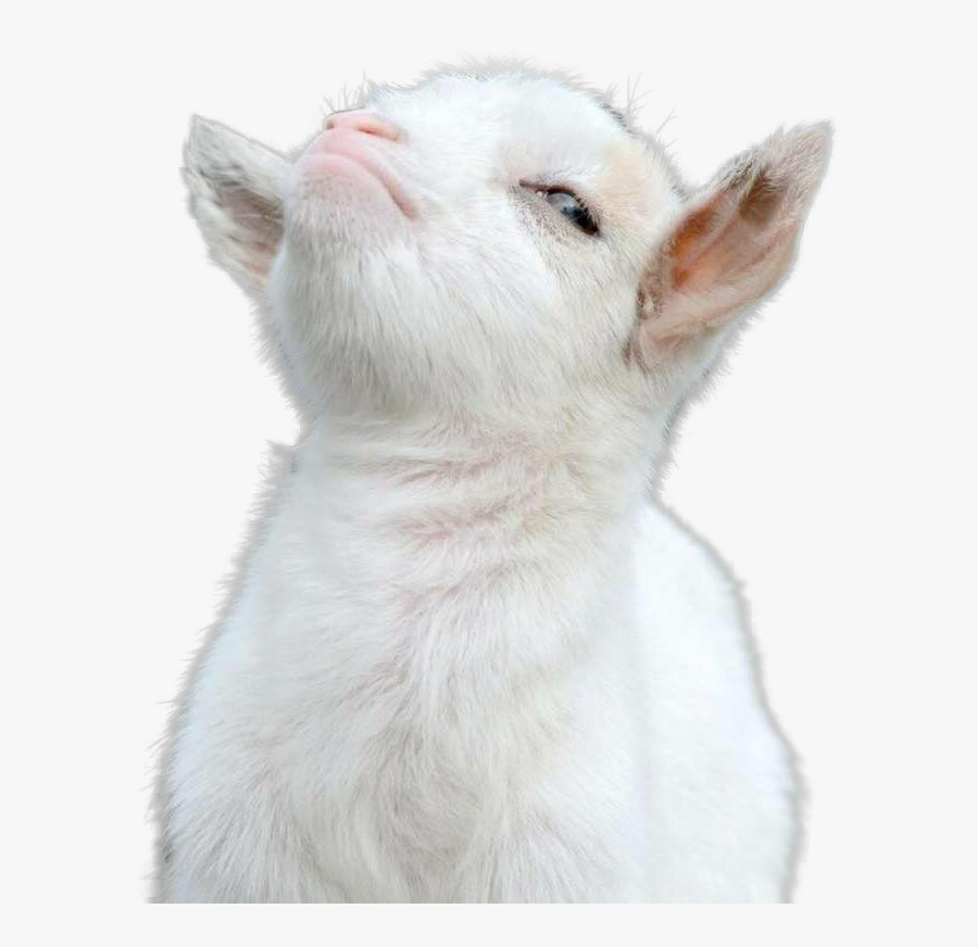 Clip Art Funny Looking Goat - Bae Says No Sex Meme, Transparent Clipart