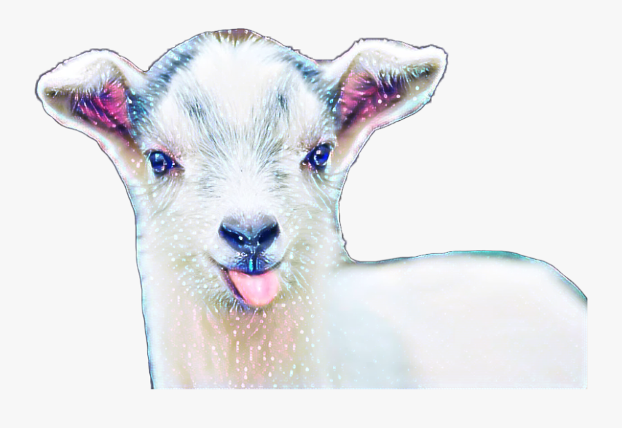 #babygoat #challenge - Baby Goat, Transparent Clipart