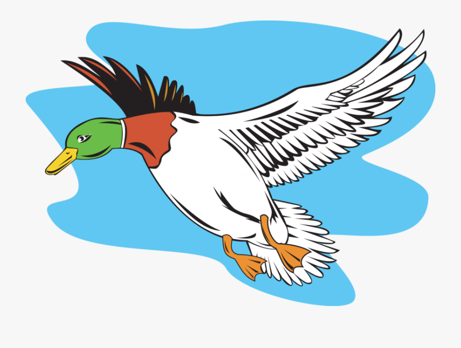 Transparent Flying Ducks Clipart - Cartoon Mallard Duck Flying, Transparent Clipart