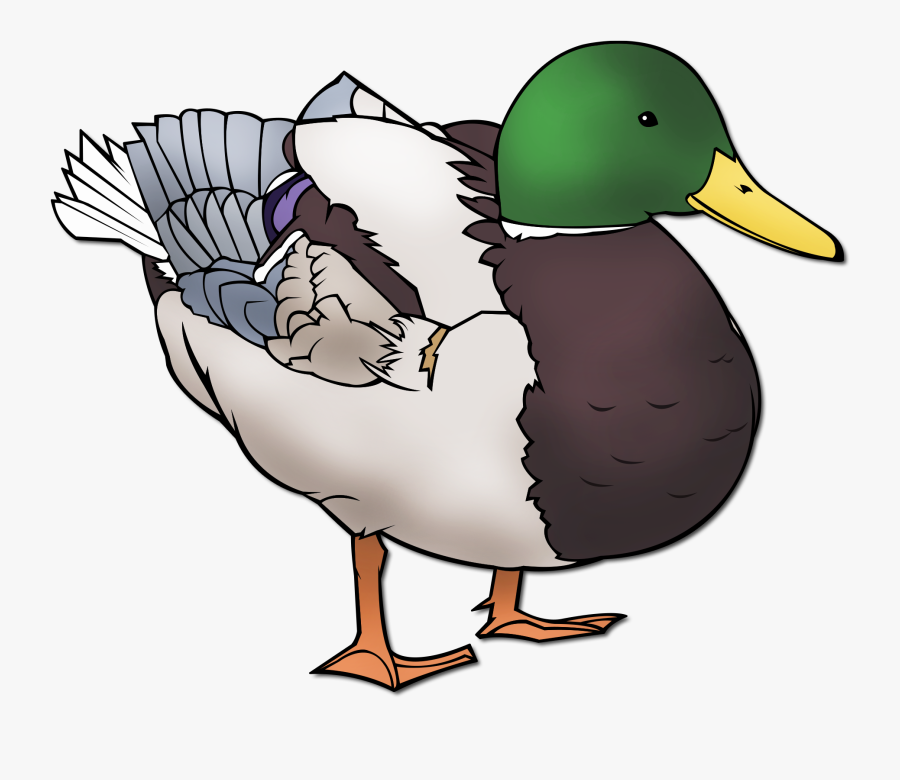 Ducks Clipart Mallard - Mallard, Transparent Clipart