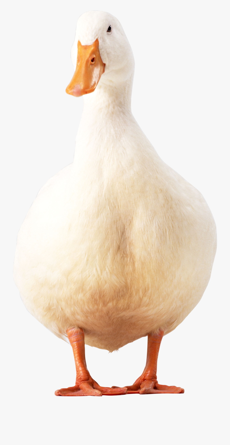 White Duck Png Image - Pekin Duck Png, Transparent Clipart