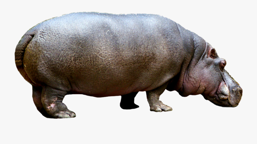 Hippo Png, Transparent Clipart