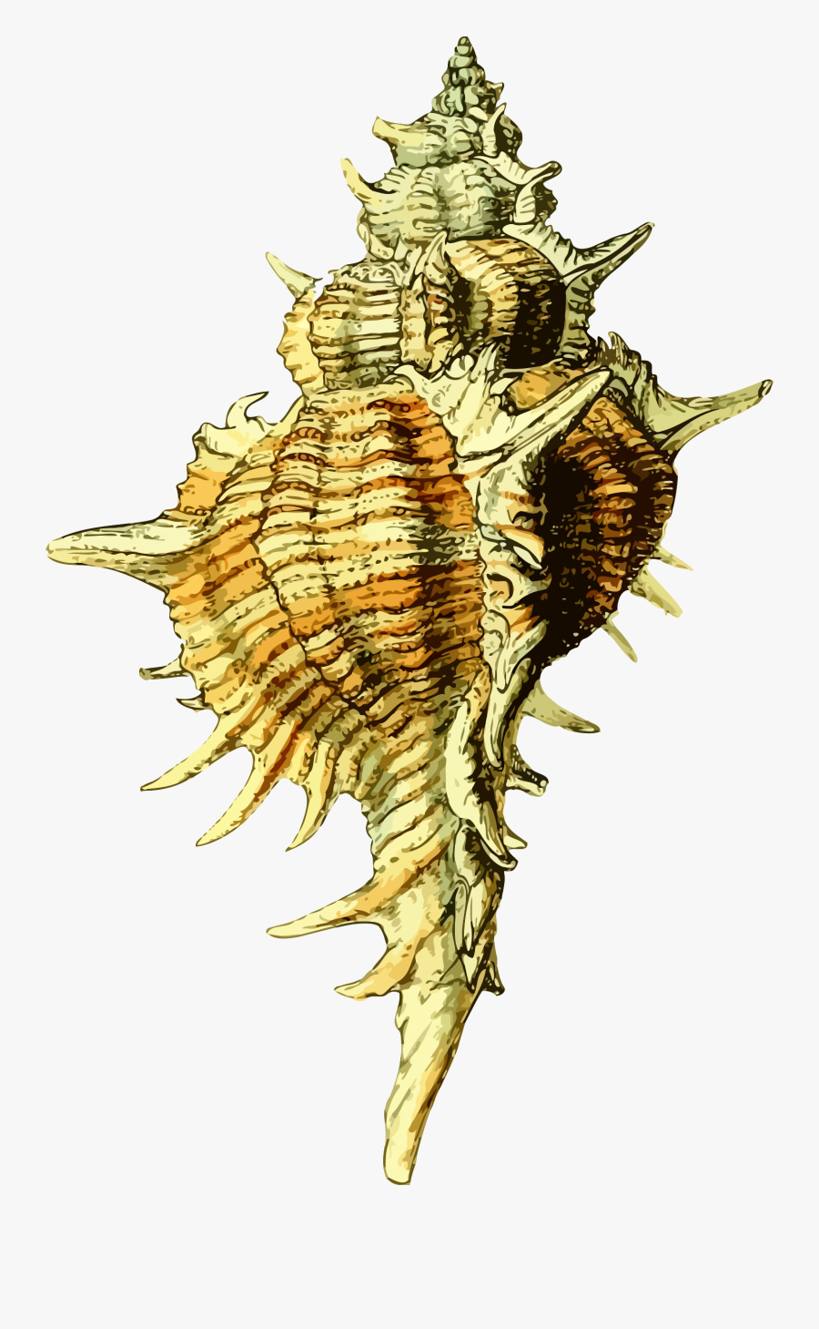 Sea Shell 43 Clip Arts, Transparent Clipart