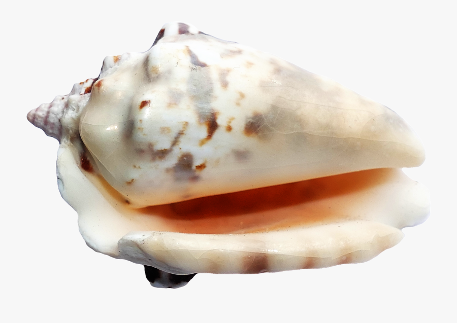 Seashell Png - Seashells On A Transparent Ground, Transparent Clipart