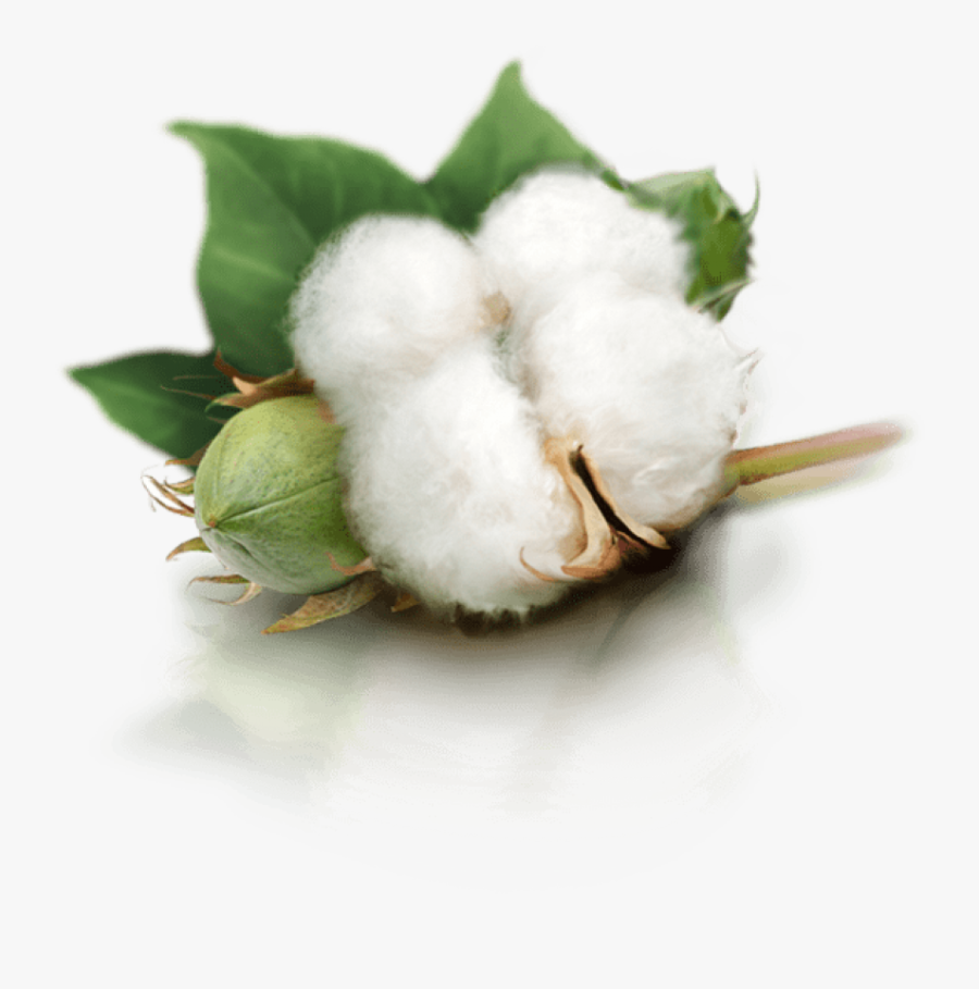 Clip Art Png Free Images Toppng - Cotton Png, Transparent Clipart