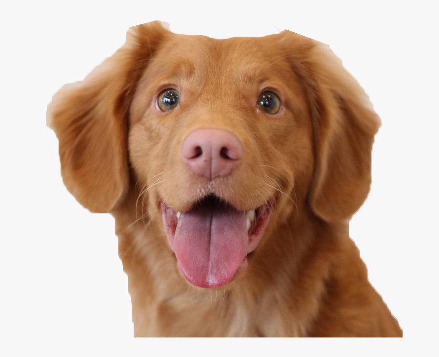 Dogs Png Clipart - Caninos, Transparent Clipart