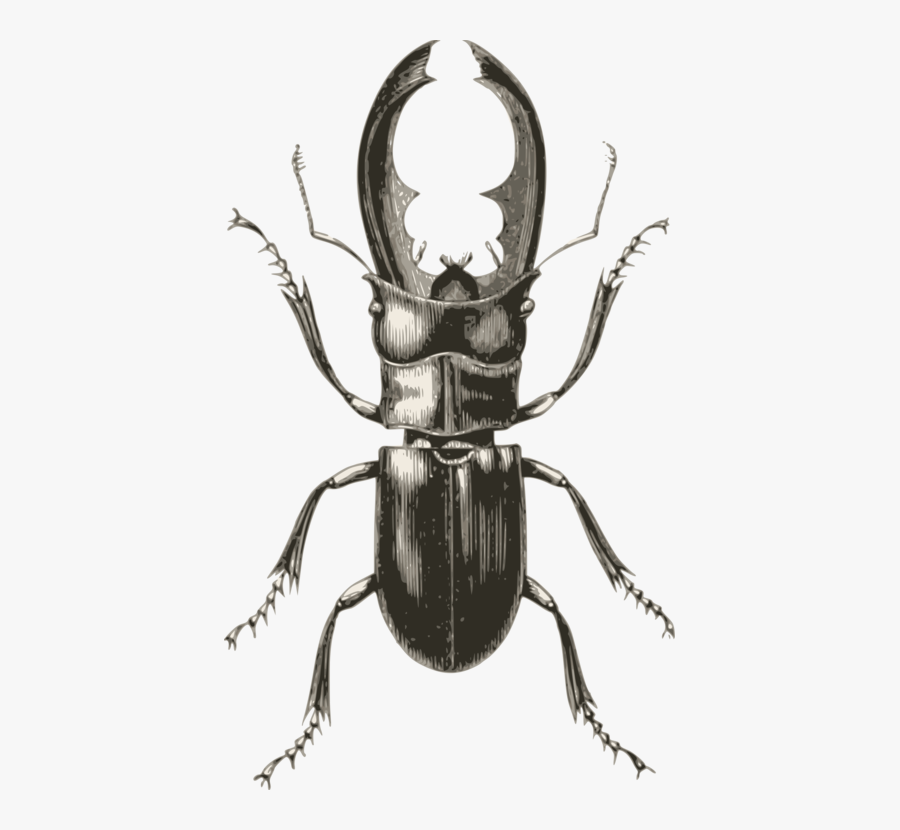 Rhinoceros - Stag Beetle Vintage Illustration, Transparent Clipart