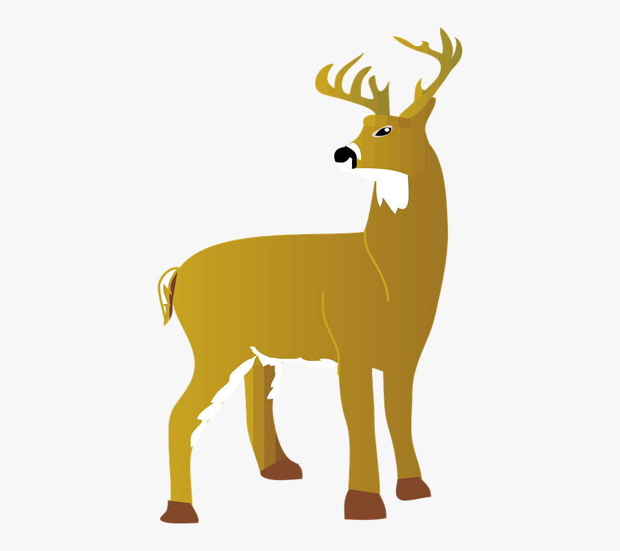 Stag, Deer, Animal, Wild, Mammal - White Tail Deer Cartoon Png, Transparent Clipart