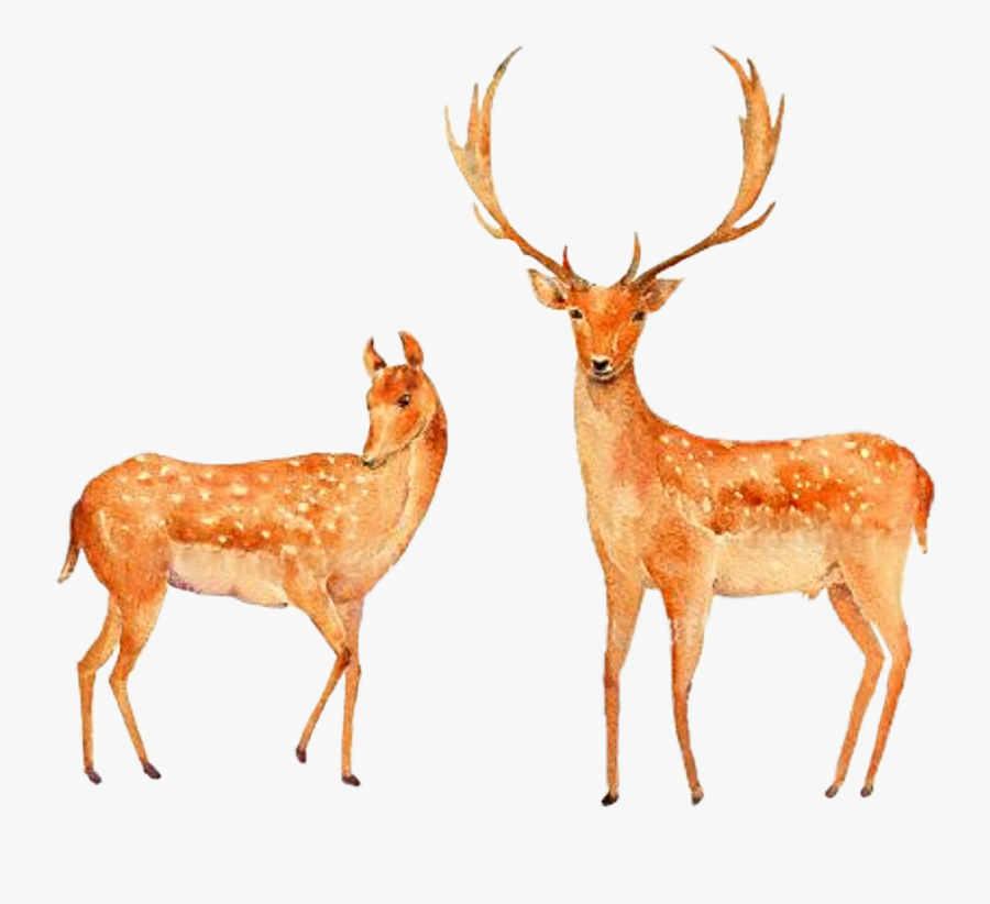 Deer, Transparent Clipart