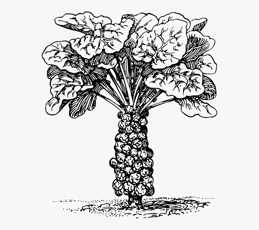 Download Nature, Plant, Food, Vegetable, Biology, Botany - Brussel Sprouts Coloring Page , Free ...