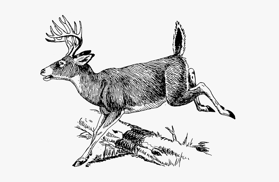Wood Burning Deer Stencil, Transparent Clipart