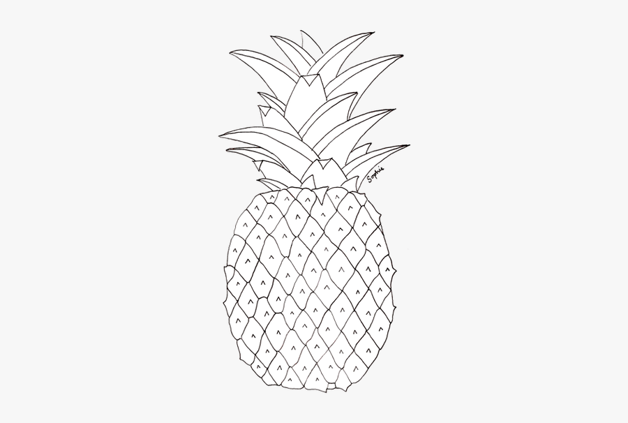 Clip Art Pineapples Drawing - Pineapple Pictures To Colour, Transparent Clipart