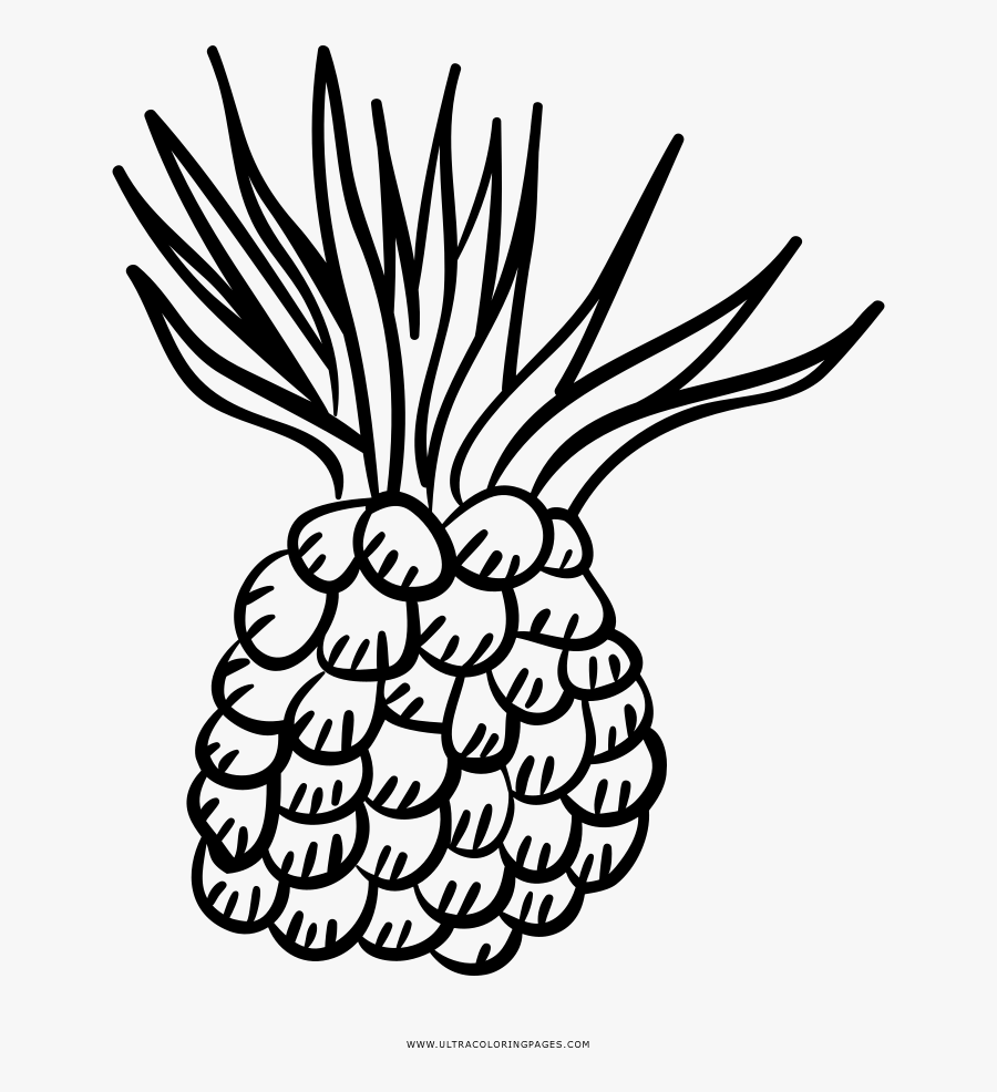 Pineapple Coloring Page, Transparent Clipart