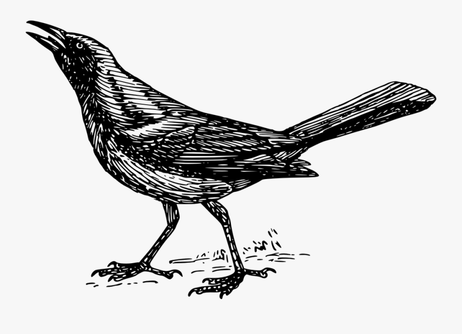 Grackle - Grackle Bird Black And White, Transparent Clipart