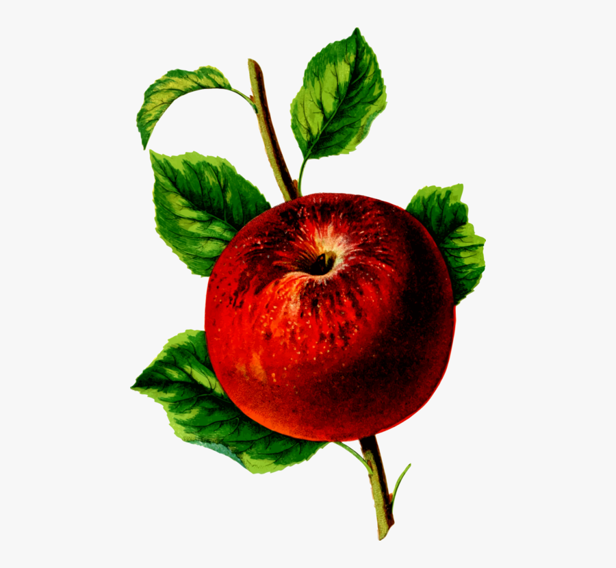 Plant,leaf,apple - Mcintosh, Transparent Clipart