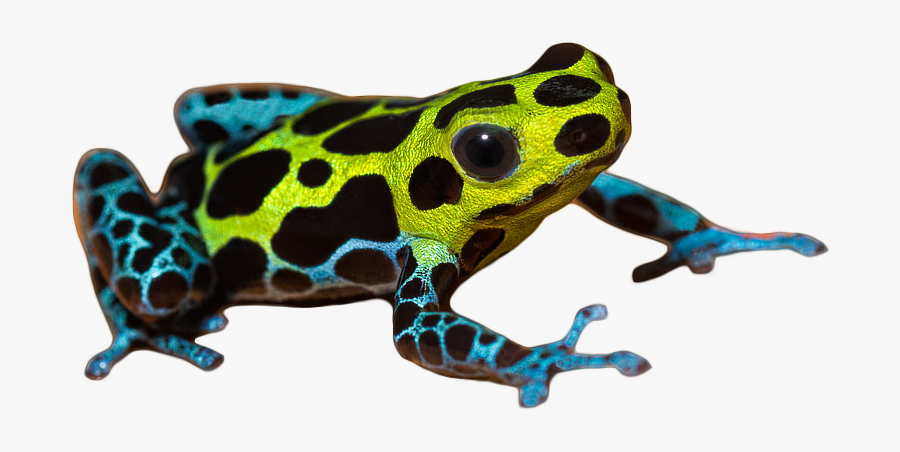 #frog #frogs #froggy #petsandanimals #pet #moodboard - Poison Dart Frog No Background, Transparent Clipart