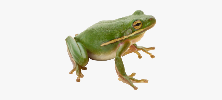 #frog #frogs #froggy #sea #bog #moodboard #bufo #rana - Frog Png, Transparent Clipart