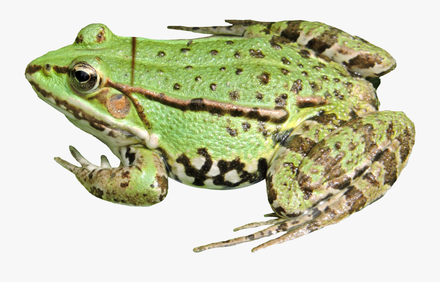 Frog Png - Transparent Background Frog Cliparts, Transparent Clipart
