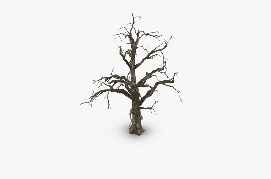 Spooky Tree Png Pic - Beech, Transparent Clipart