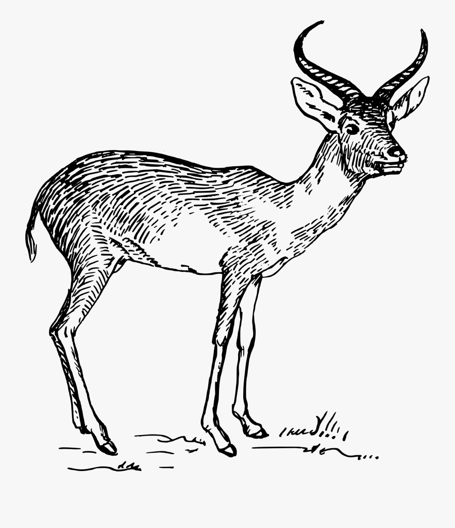 Pronghorn Antelope Black And White, Transparent Clipart