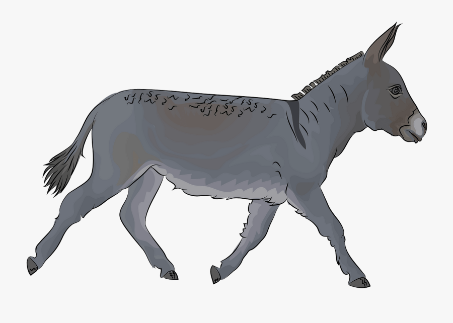 Burro, Transparent Clipart