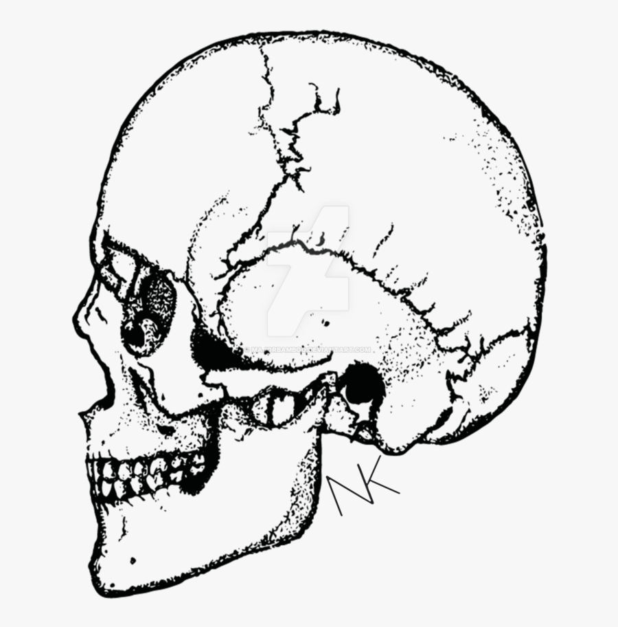 Clip Freeuse Download Part Drawing Skull - Illustration, Transparent Clipart