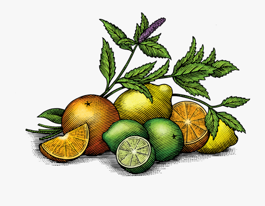 Fv Art-01 - Lime, Transparent Clipart