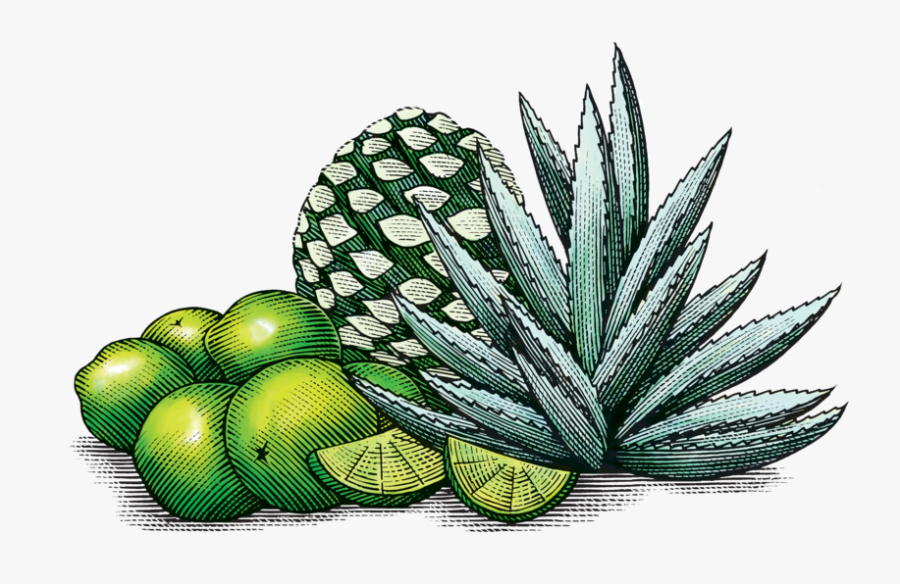 Limeagave - Superfood, Transparent Clipart