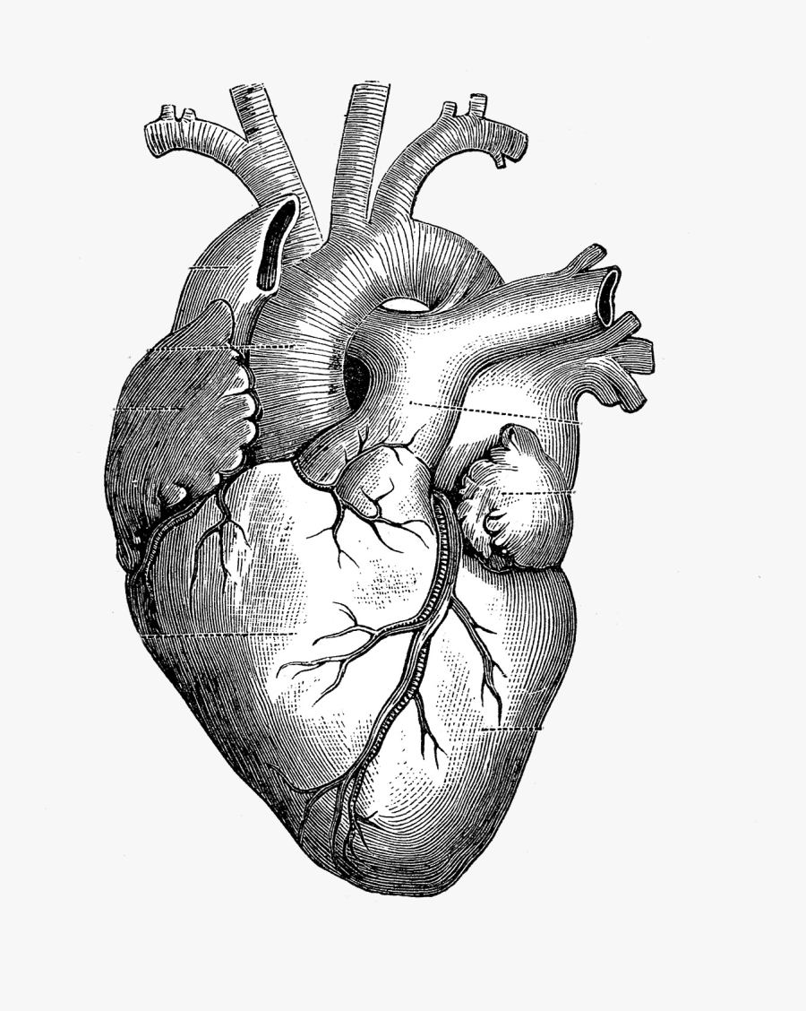 Heart Anatomy Drawing, Transparent Clipart