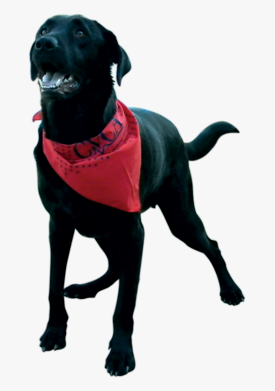 Dog Catches Something, Transparent Clipart