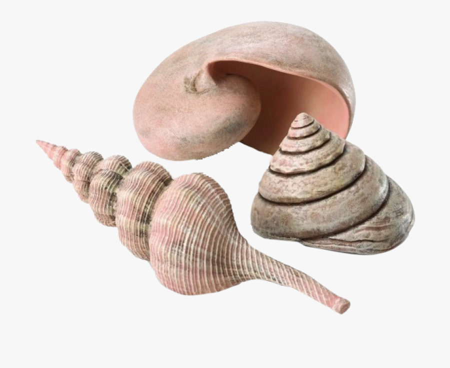 Mořské Dekorace, Transparent Clipart