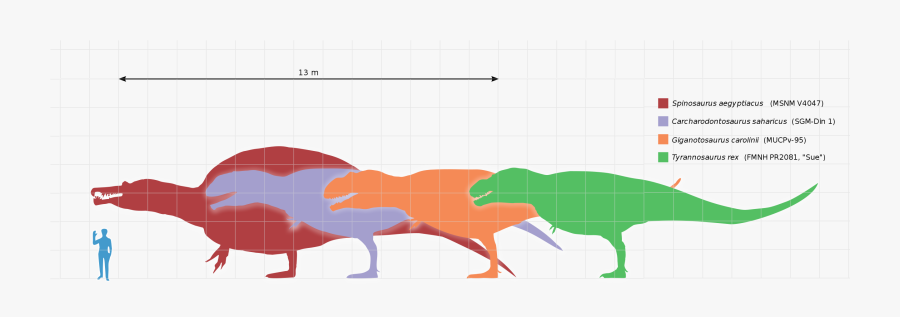 Giganotosaurus Compared To Spino Size, Transparent Clipart