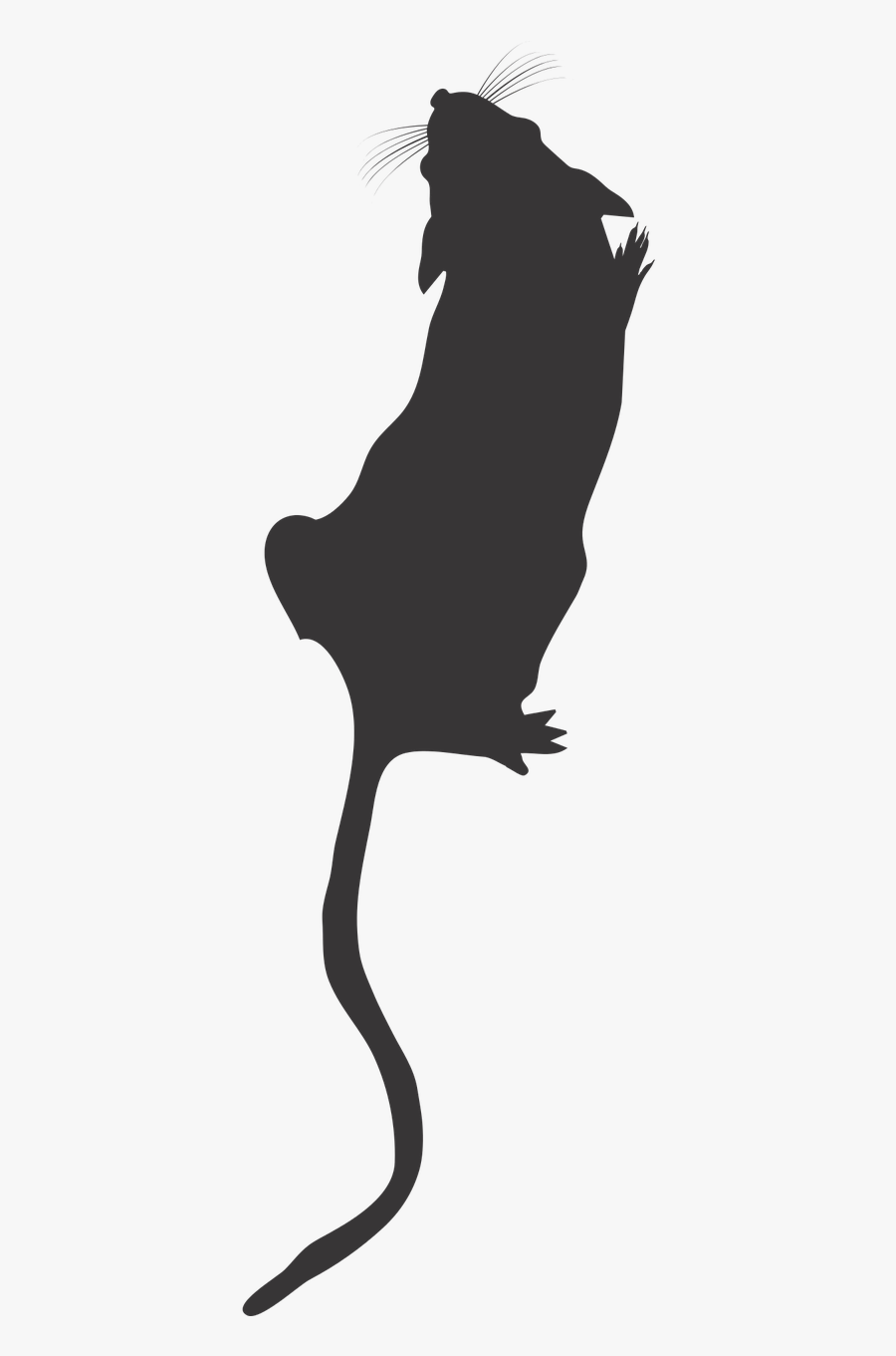 Lab Mouse Top View Mouse Silhouette Lab Mouse Icon - Rat Silhouette Top View, Transparent Clipart