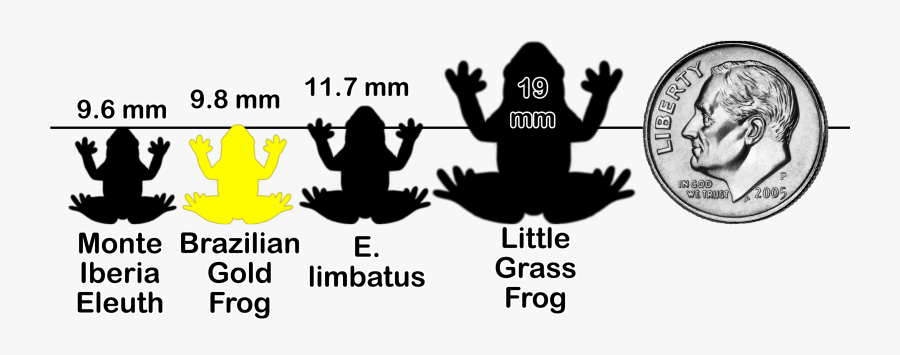 Frogchartx Y2 - Frog, Transparent Clipart