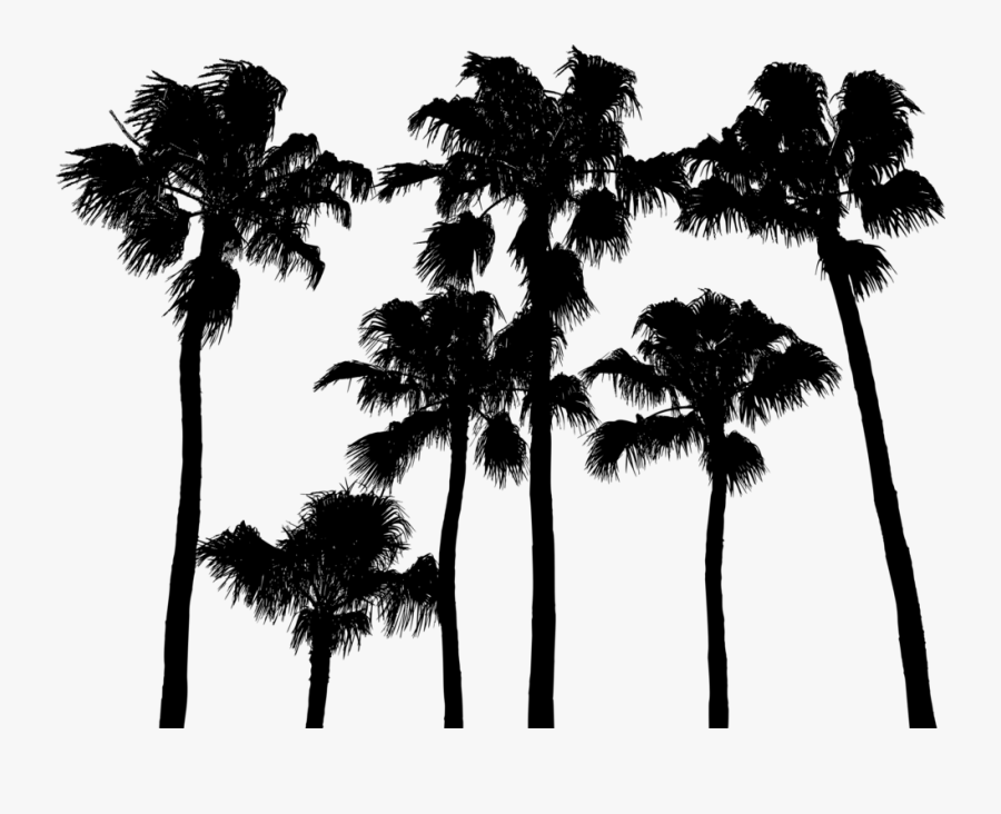 Borassus Flabellifer, Transparent Clipart