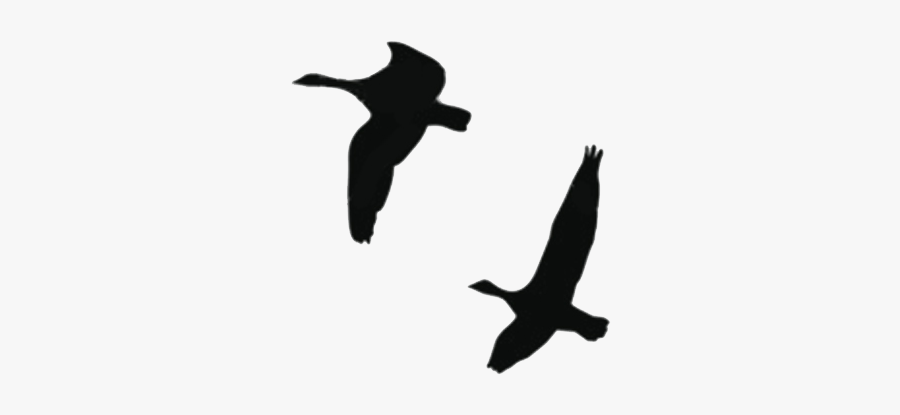 Duck Goose Vector Graphics Silhouette Bird - Goose Silhouette, Transparent Clipart