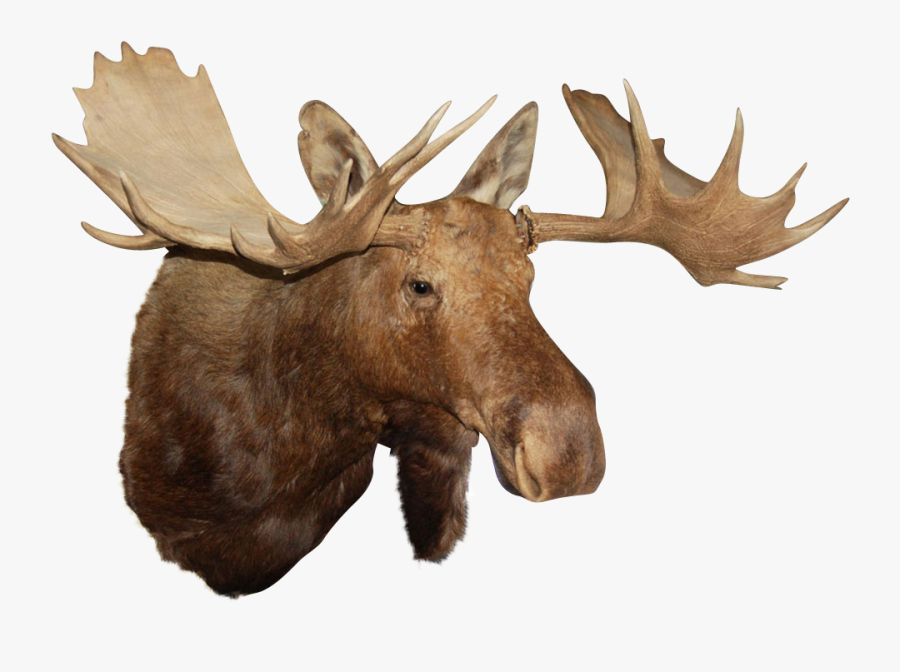 Portable Network Graphics Reindeer Clip Art Image - Moose Head Transparent Background, Transparent Clipart