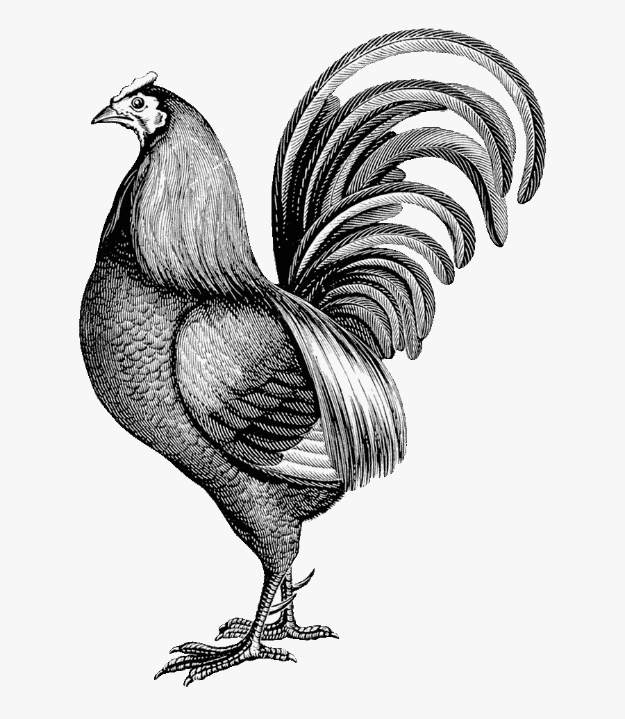 Dekoracyjny Rysunek Kurczaka - Куда Скачет Петушиная Лошадь, Transparent Clipart