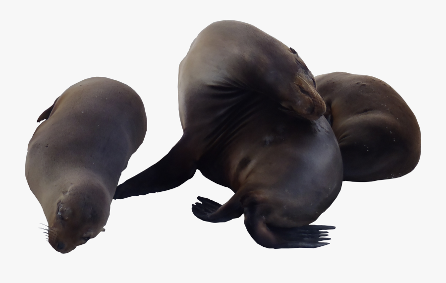 Sea Lions Png Textures - Sea Lions Png, Transparent Clipart